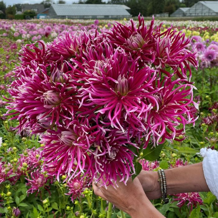 Hollyhill Spider Woman