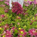 Hollyhill Spider Woman