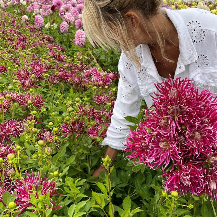 Hollyhill Spider Woman