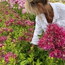 Hollyhill Spider Woman