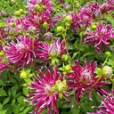 Hollyhill Spider Woman