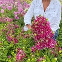 Hollyhill Spider Woman