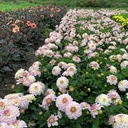 Gallery Monet
