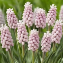 Muscari Pink Sunrise 10 st.