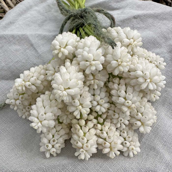 Muscari White Magic 10 st.