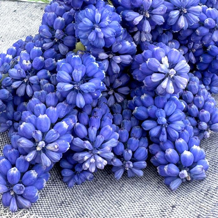 Muscari Blue Magic pack of 10