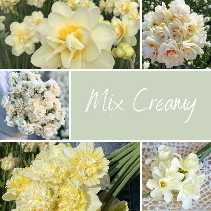 Mix Creamy (50 narcissen)