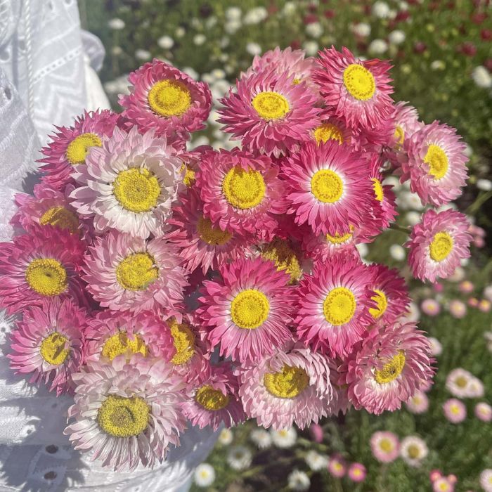 Rhodante Rose Eye