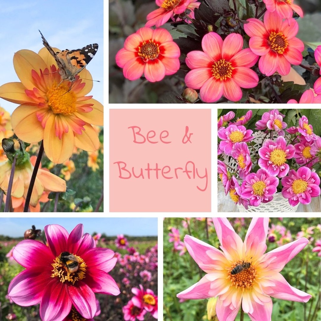 Mix bees and butterfly party (5 dahlias)