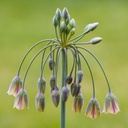 Allium Bulgaricum 10 st.