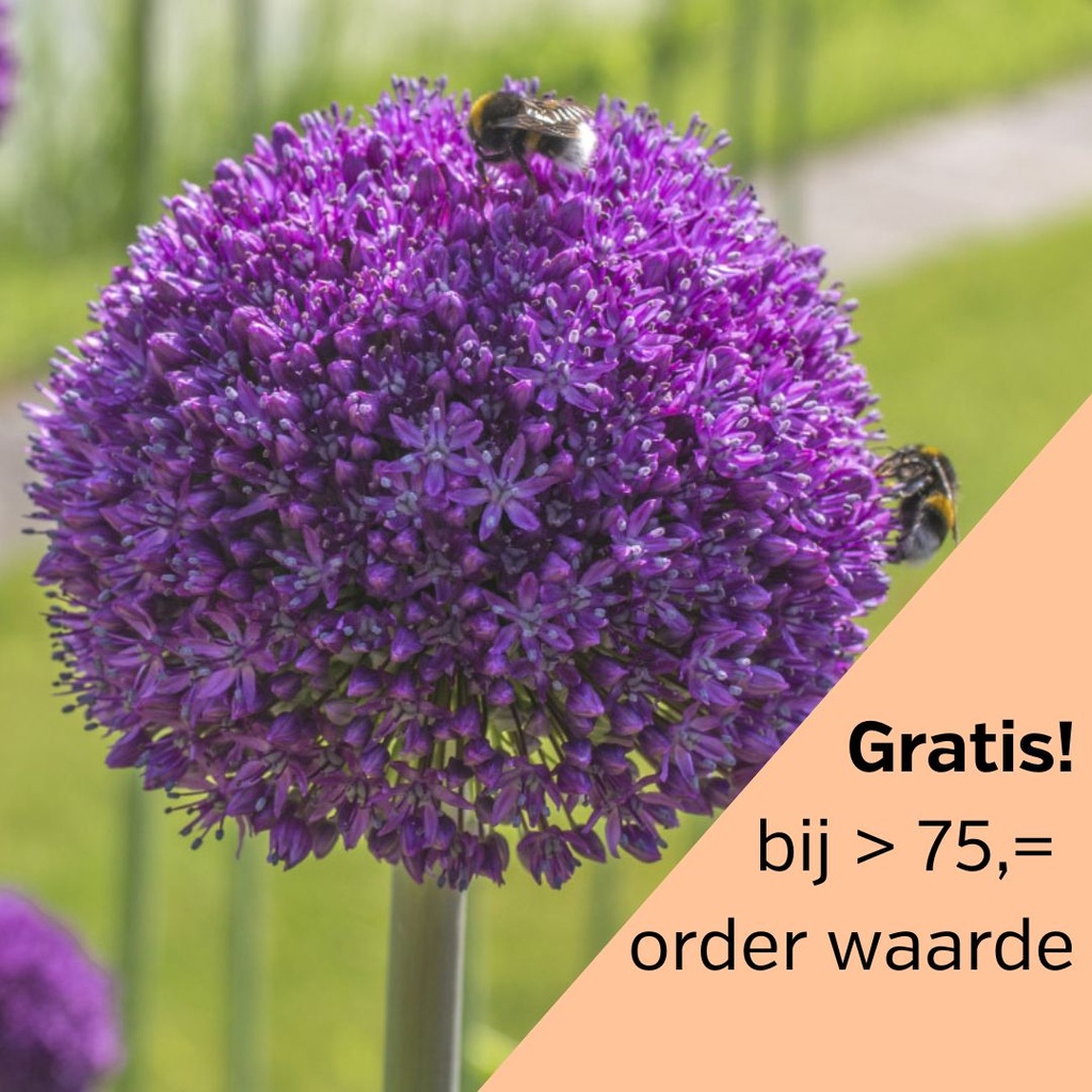 Allium Ambassador 1 st.