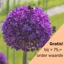 Allium Ambassador 1 st.