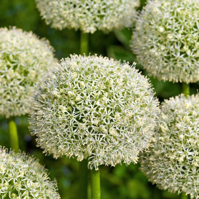 Allium White Giant pack of 3
