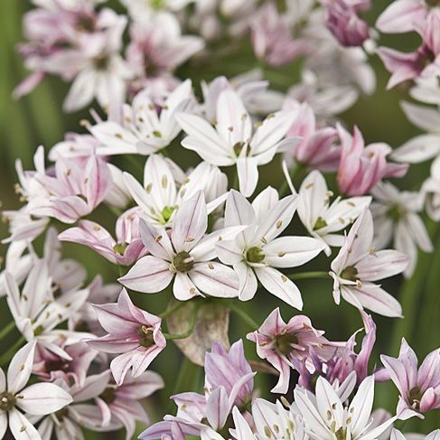 Allium Cameleon pack of 25