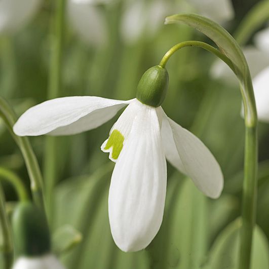Snowdrops Mount Everest pack of 10