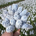 Muscari Baby's Breath 10 st.