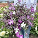 Mix Purple Heaven - 5x bloemenzaden