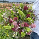 Mix Rosy Dream- 5x bloemenzaden