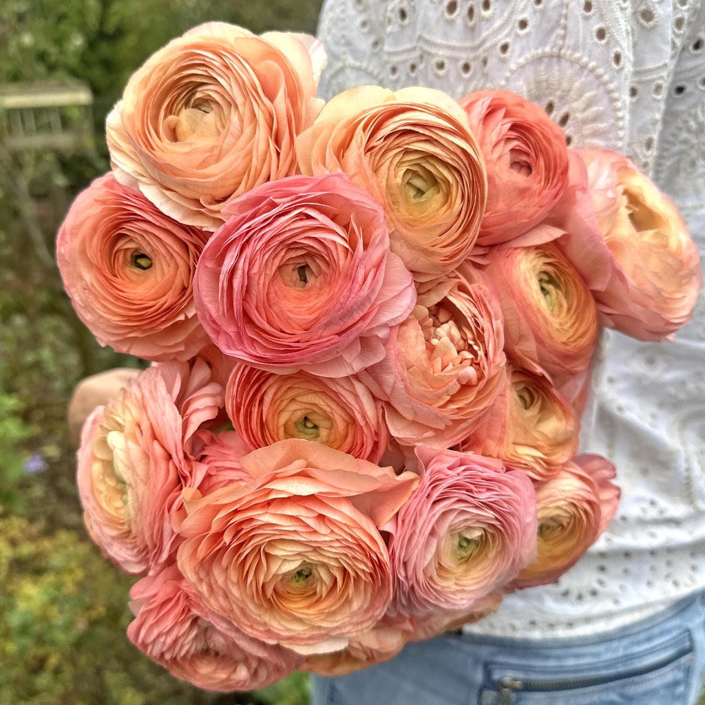 Ranunculus Elegance Salmone