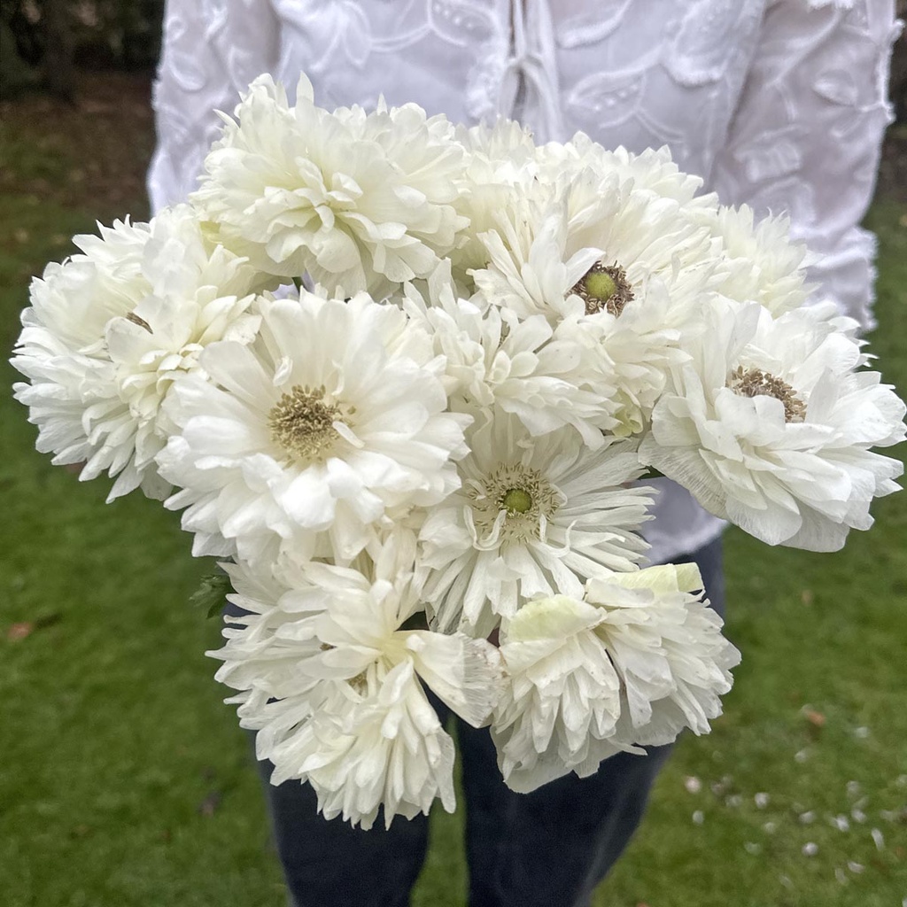 Anemone Levante Bianco®