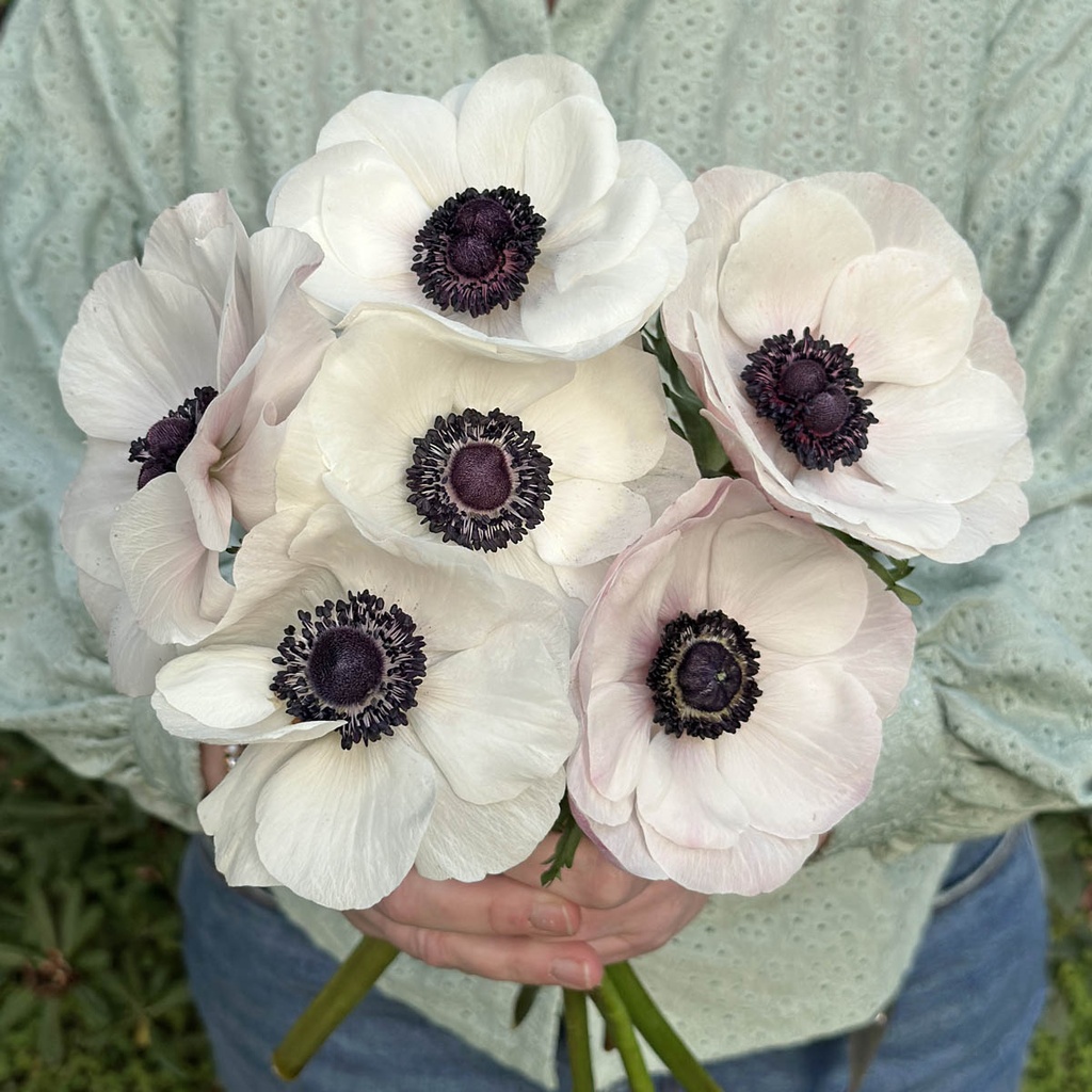 Anemone Mistral Plus Panda Bianco®