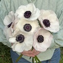 Anemone Mistral Plus Panda Bianco®