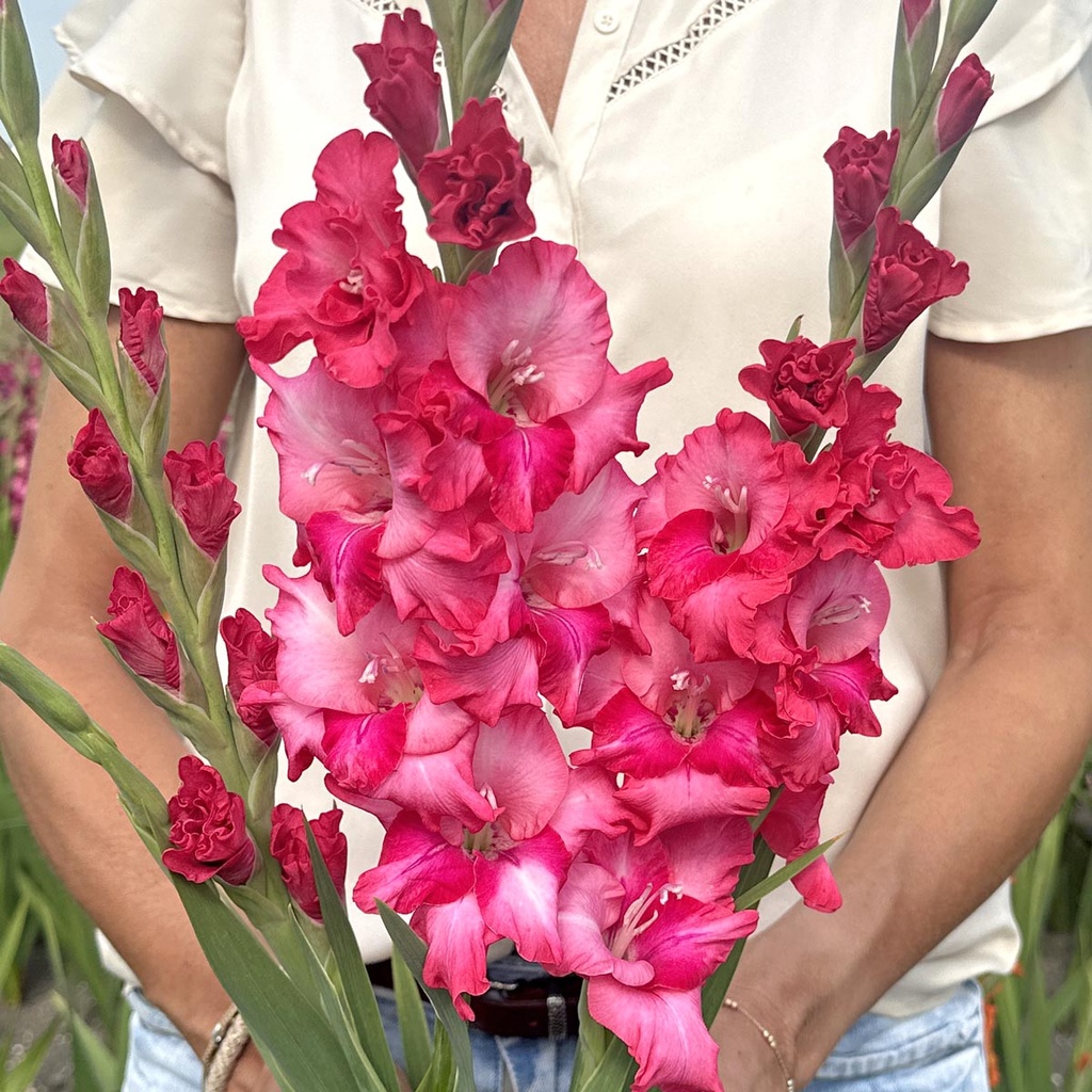 Gladiolus Gladdies Kelly