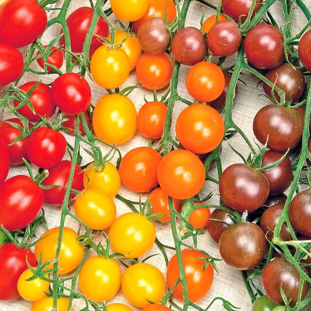 Cherry Tomato Color mix