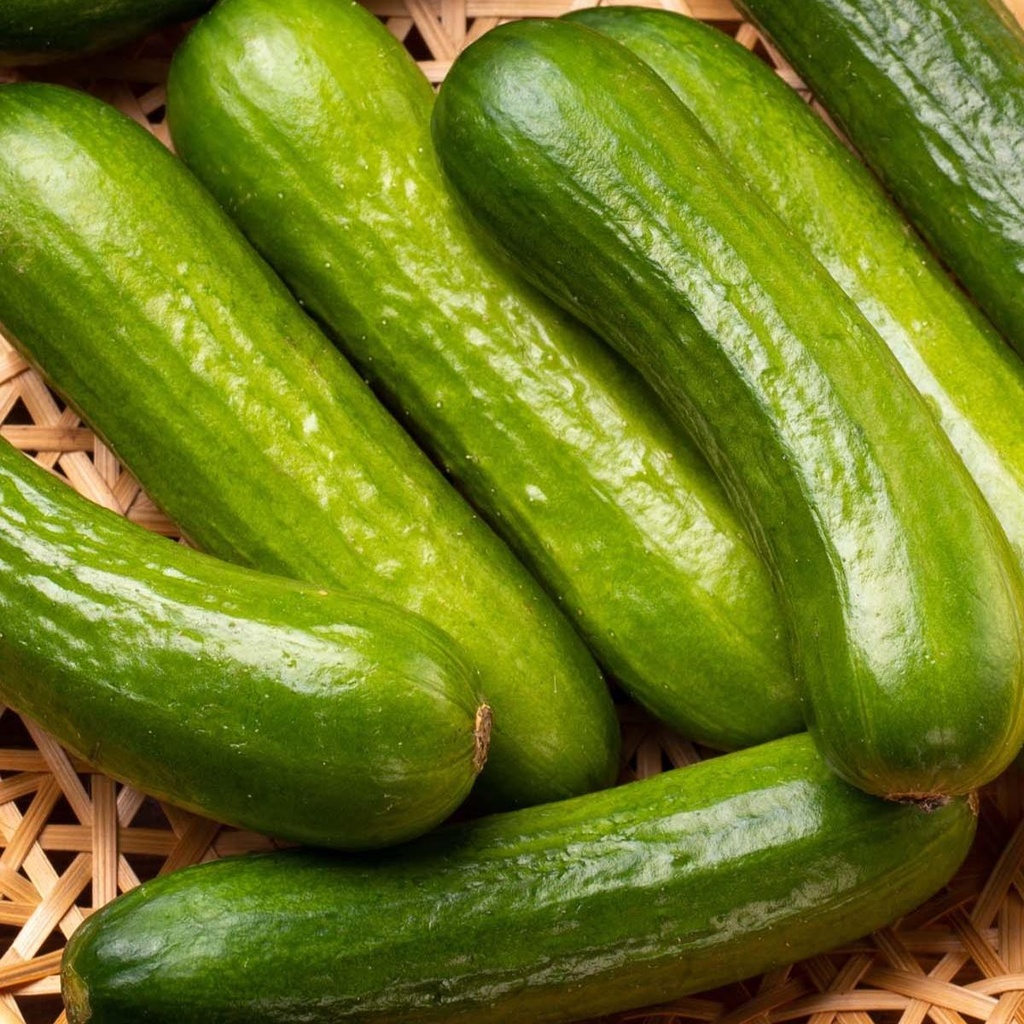 Komkommer Iznik Snack F1