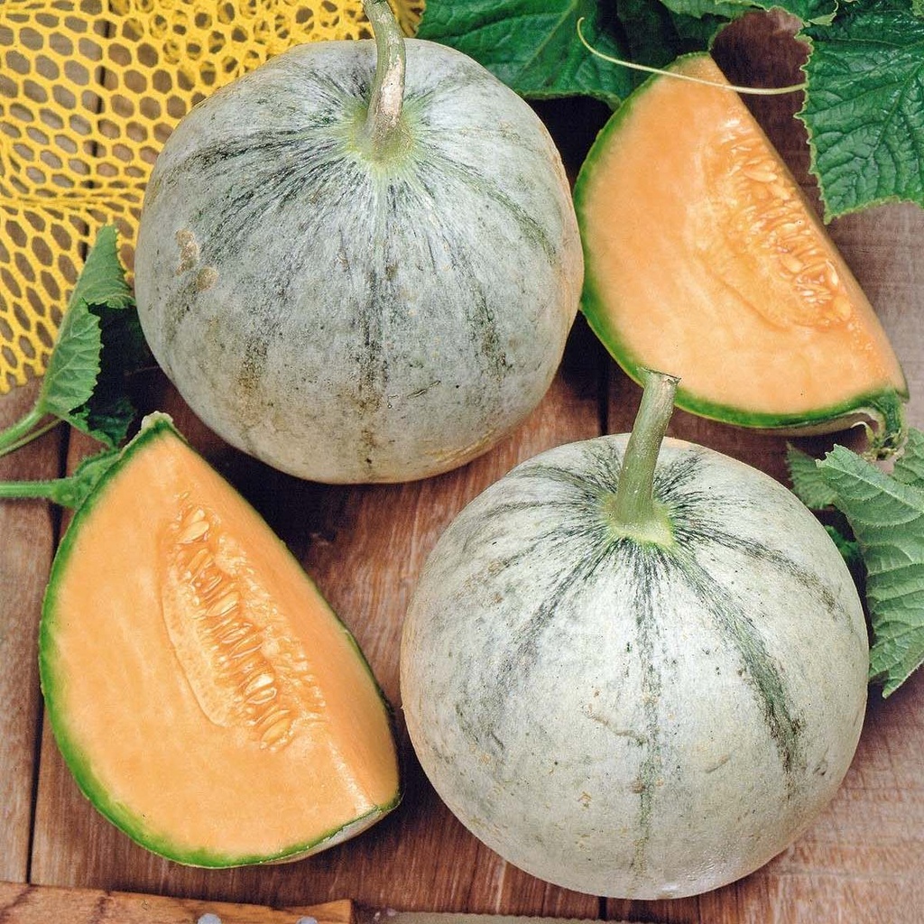 Melon Charentais