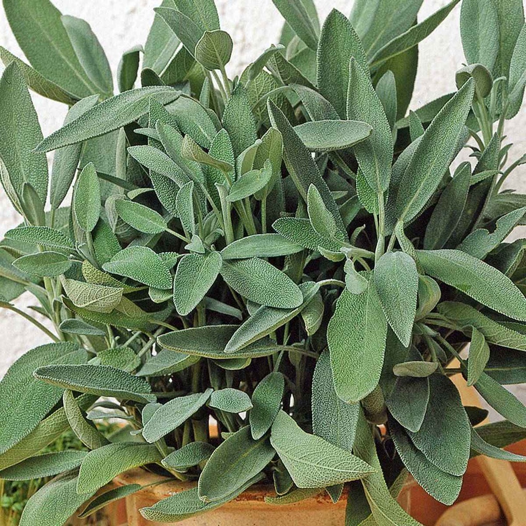 Salbei 