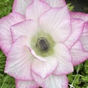 Anemone Mistral The Edge®