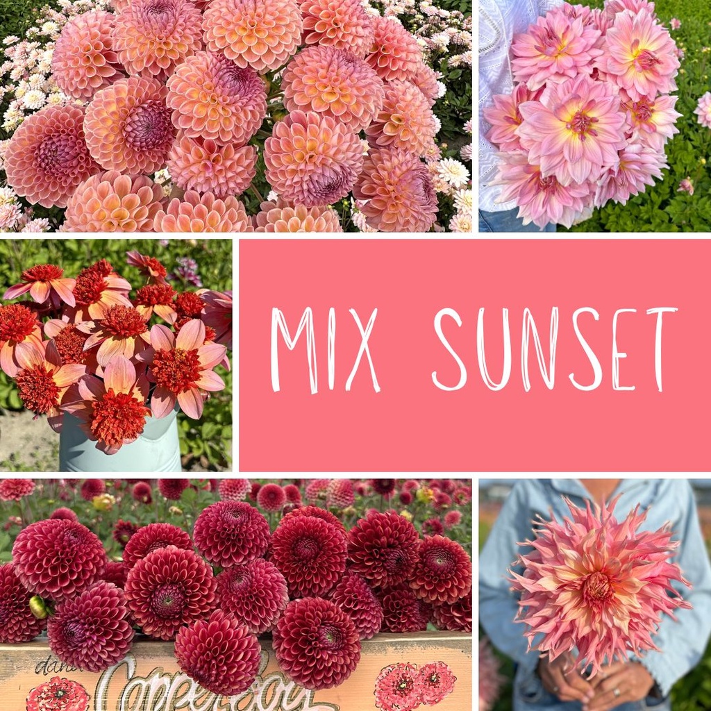 Mix dahlias Sunset (5 dahlia's)
