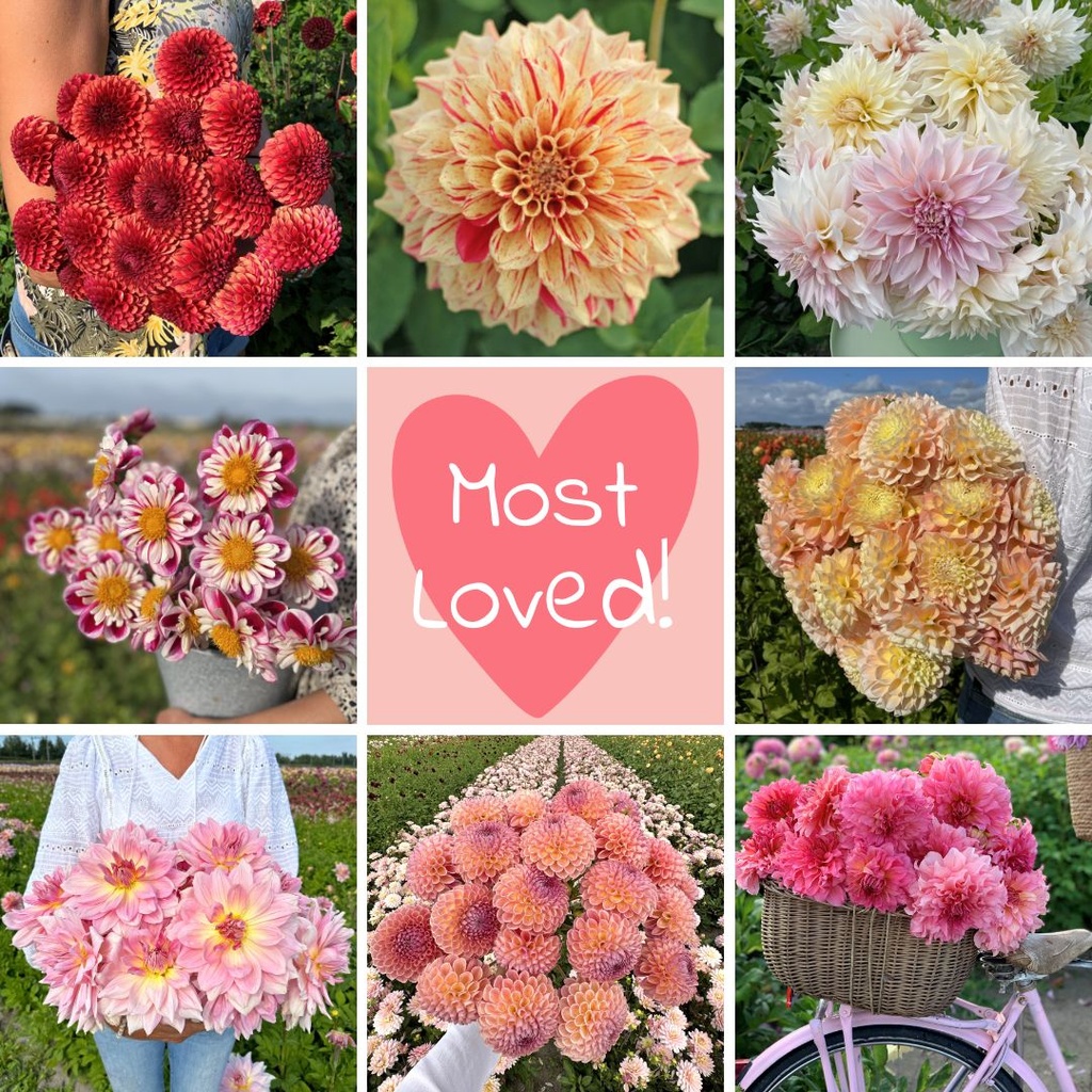 Mix Most Loved (_8 dahlia's) XX
