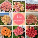Mix Ball Beauties (8 dahlia's)