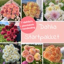 Mix Dahlia Start Pakket (7 dahlia's)