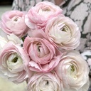 Ranonkels Cloni Succes Lady®