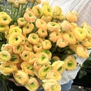 Ranonkels Cloni Succes Tuareg®