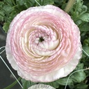 Ranonkels Elegance Striato