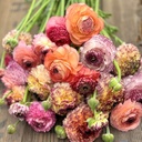 Ranonkels Elegance Pastello Striato mix®