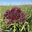 Allium Atropurpureum 10 st.