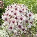 Allium Silver Spring 3 st.