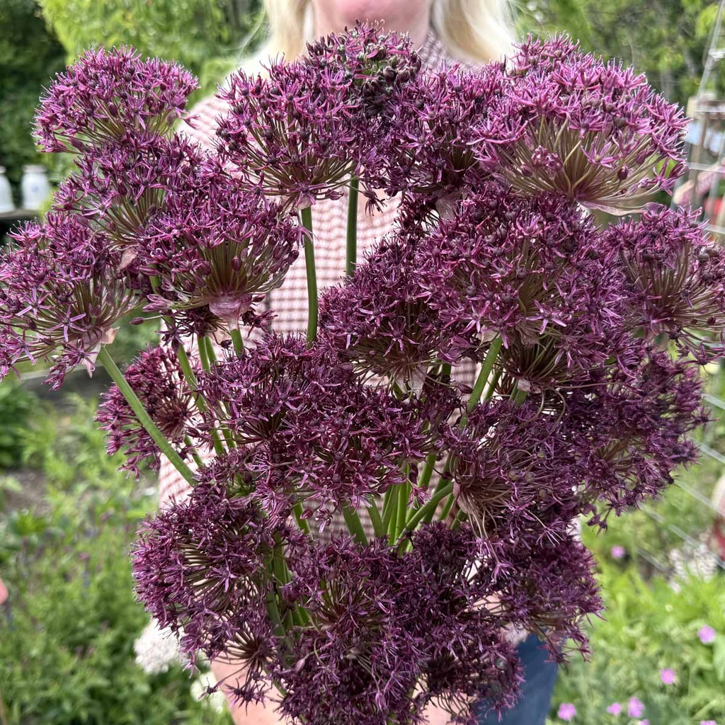 Allium Magic 10 st.