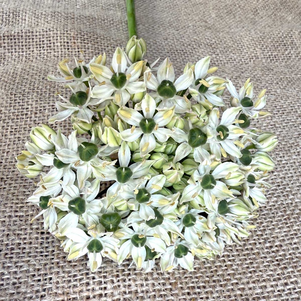 Allium Nigrum 10 st.