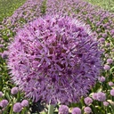 Allium Party Balloon pack of 3