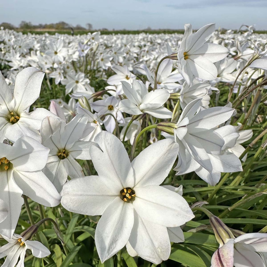 Ipheion Alberto Castillo 10 st. (oude wijfjes)