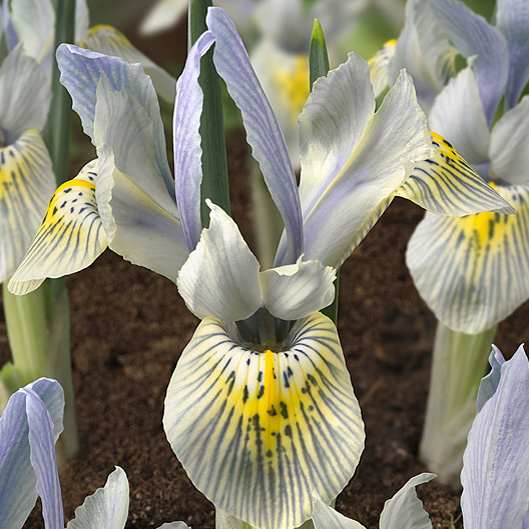 Iris Katharine Hodgkin 10 st.