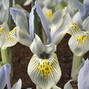 Iris Katharine Hodgkin 10 st.