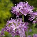 Allium Eros 10 st.