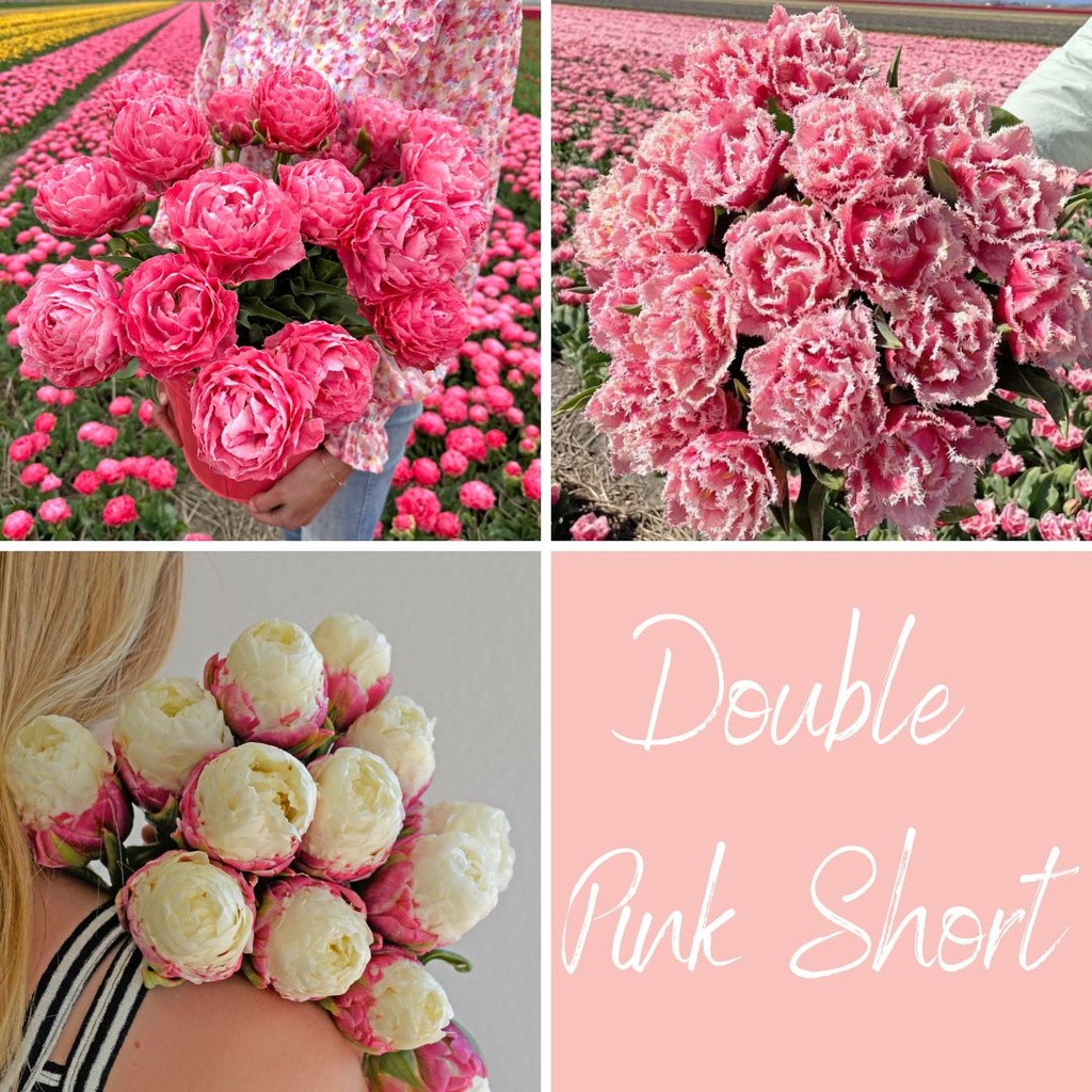 Mix Double Pink Short (30 tulpenbollen)